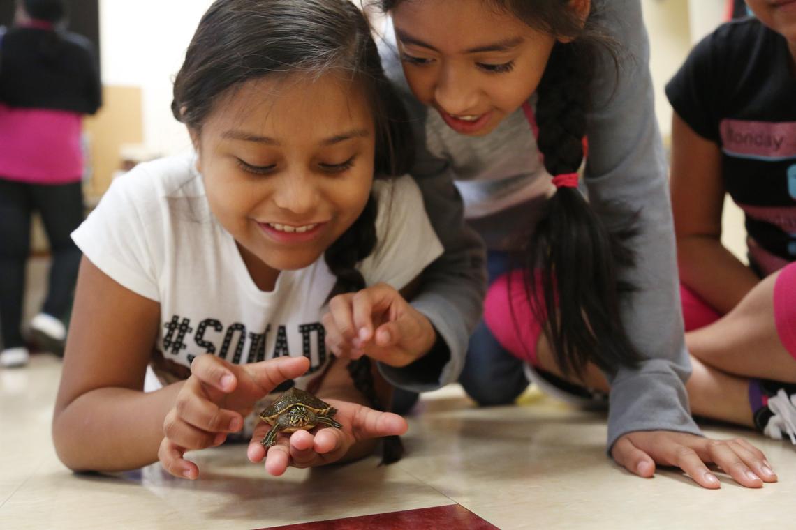 Fourth-graders Nataly Cruz, 9, left, and Kimberly Cortes-Luviano, 9, meet the class turtle in fourth grade ELA teacher Rahnesia Best’s class at Barwell Road Elementary School on Wednesday, July 25, 2018. The school is holding two half-day orientation sessions for parents and students before the school year begins Friday. 
