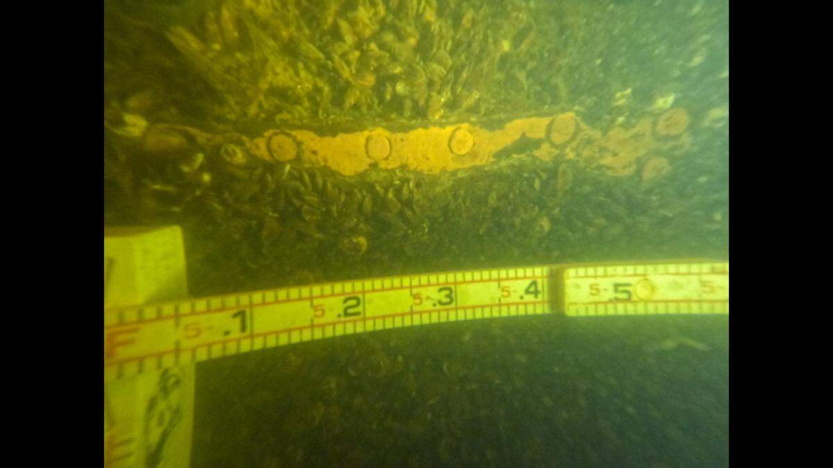 Yellow metal sheathing and sheathing tacks can be seen on the outer hull planks of the USS Picket’s starboard stern as it sits on the floor of the Tar River.