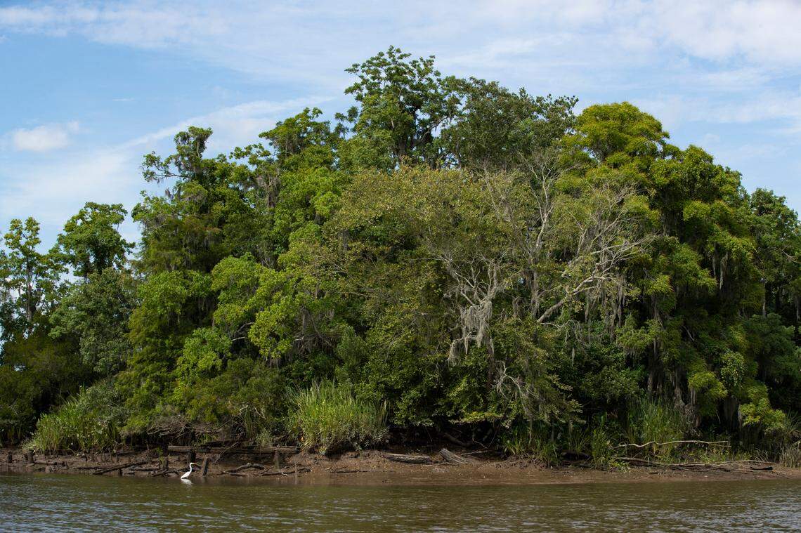 Savannah National Wildlife Refuge on Thursday, June 24, 2021. The refuge is a freshwater tidal marsh.