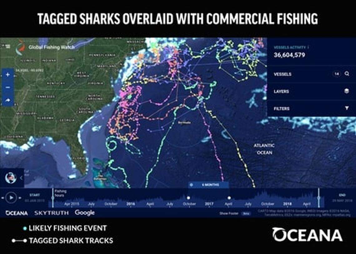 Tagged sharks overlaid with commercial fishing.