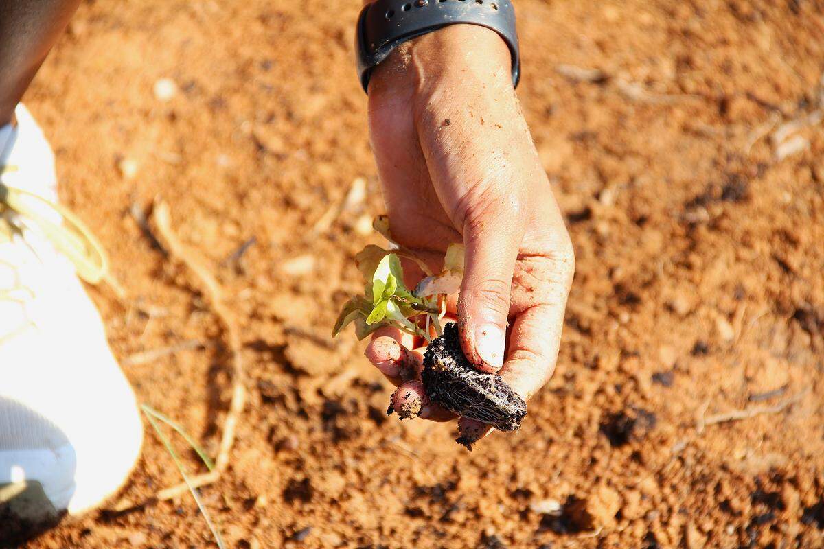 A volunteer plants a Muir lettuce seedling, a curly variety, Friday, Sept. 5, 2025, on a new farm site being leased at no cost from Orange County on Old N.C. 86. The produce will go to Table Ministries, a nonprofit that feeds children in the county.
