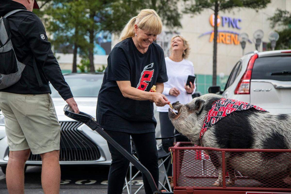 Carolina Hurricanes fan Nancy Staten feeds Hamilton the Pig corn chips prior to Game 1 of the Stanley Cup Playoffs against the Nashville Predators at PNC Arena Monday, May 17, 2021.