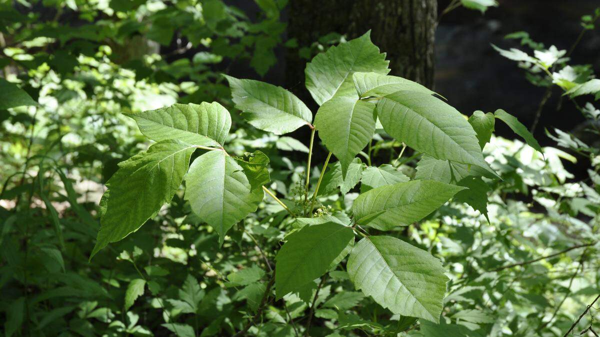 Poison Ivy is most commonly found in wooded areas and fields throughout the state.