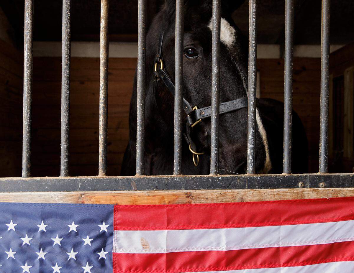 Klinger, a retired military working equine, looks out over an American flag outside his barn stall at a farm in Zebulon, N.C. on Wednesday, Dec. 13, 2023. Olivia Turner adopted Klinger, a horse formerly with the Army caisson platoon, in November.