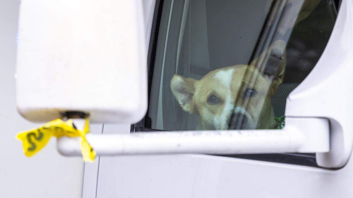 Aloka the Peace Dog rides in the passenger seat of an RV as a procession of Buddhist monks walks along U.S. Highway 64 in Wilsonville on Friday, Jan. 23, 2026. The monks are making a 2,300-mile pilgrimage from Texas to Washington, D.C., as part of the Walk for Peace, an effort to promote peace, compassion and national unity.