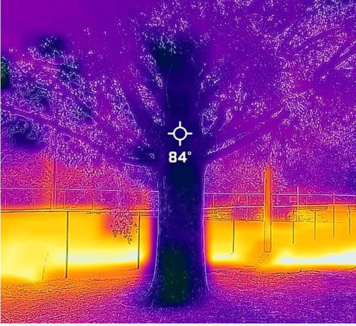 How a tree affects heat directly underneath it. Brighter areas have more heat