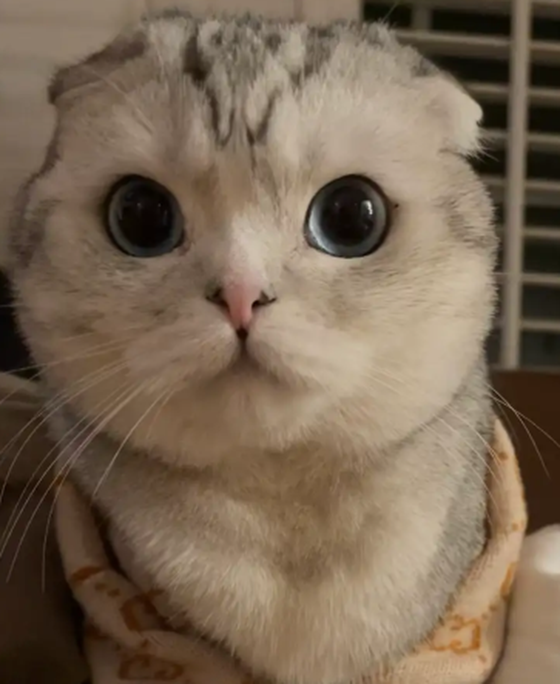 Lord Fable “The Face” Von Fülsgold, one of the finalists in the News & Observer’s cutest cat contest.