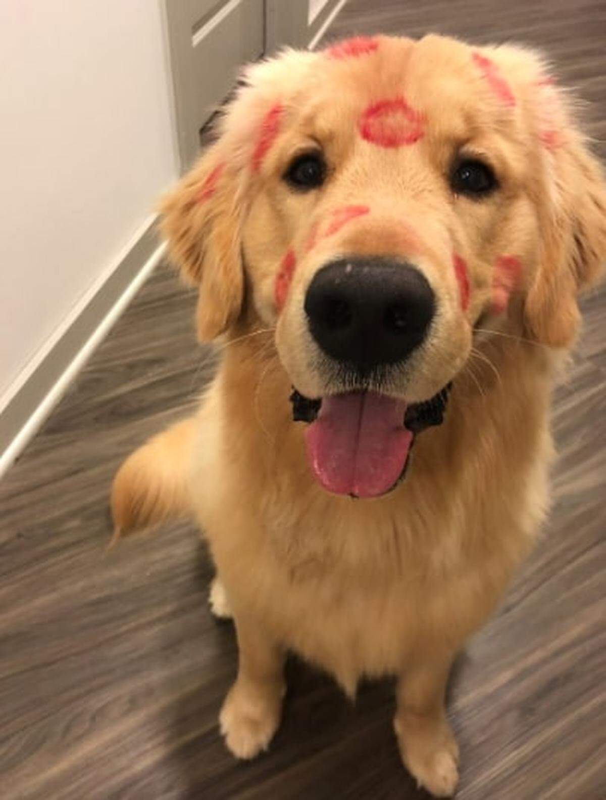 Emily Black and her golden retriever, Winston, are still somewhat new to Instagram, but it hasn’t stopped them from racking up likes and followers. In less than a year, Winston has amassed more than 31,000 followers on Instagram at @winthegolden.