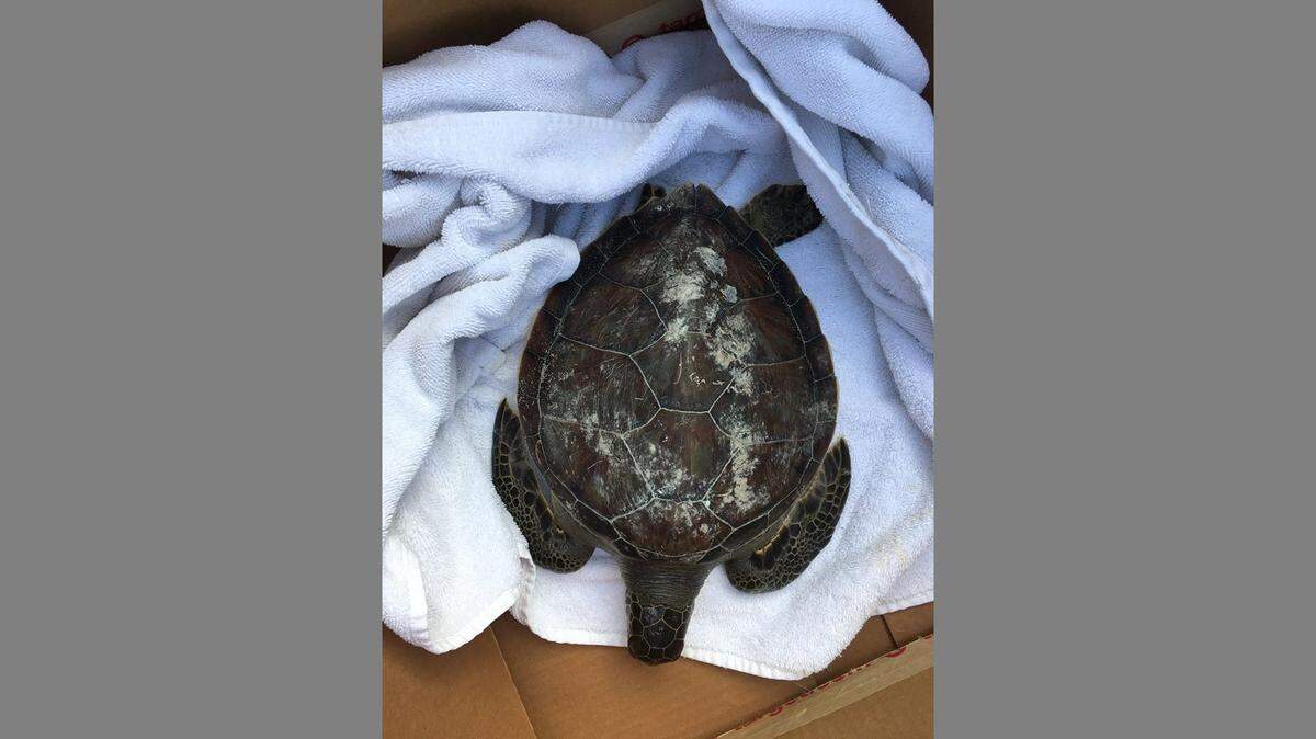 More than 100 cold-stunned turtles washed ashore on North Carolina’s Outer Banks between Tuesday and Wednesday, officials say. 