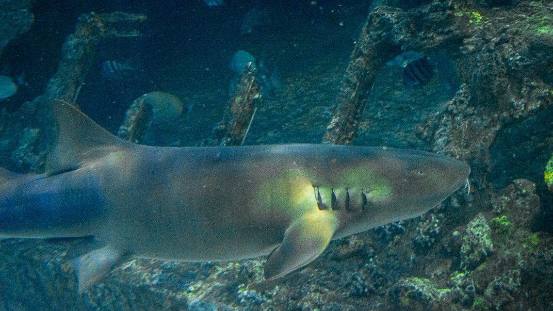 Nursey, as the shark was known, was 7 feet, 7 inches long and notorious for trying to hide during his 16-year tenure in the “Graveyard of the Atlantic” habitat at the North Carolina Aquarium on Roanoke Island, staff said.
