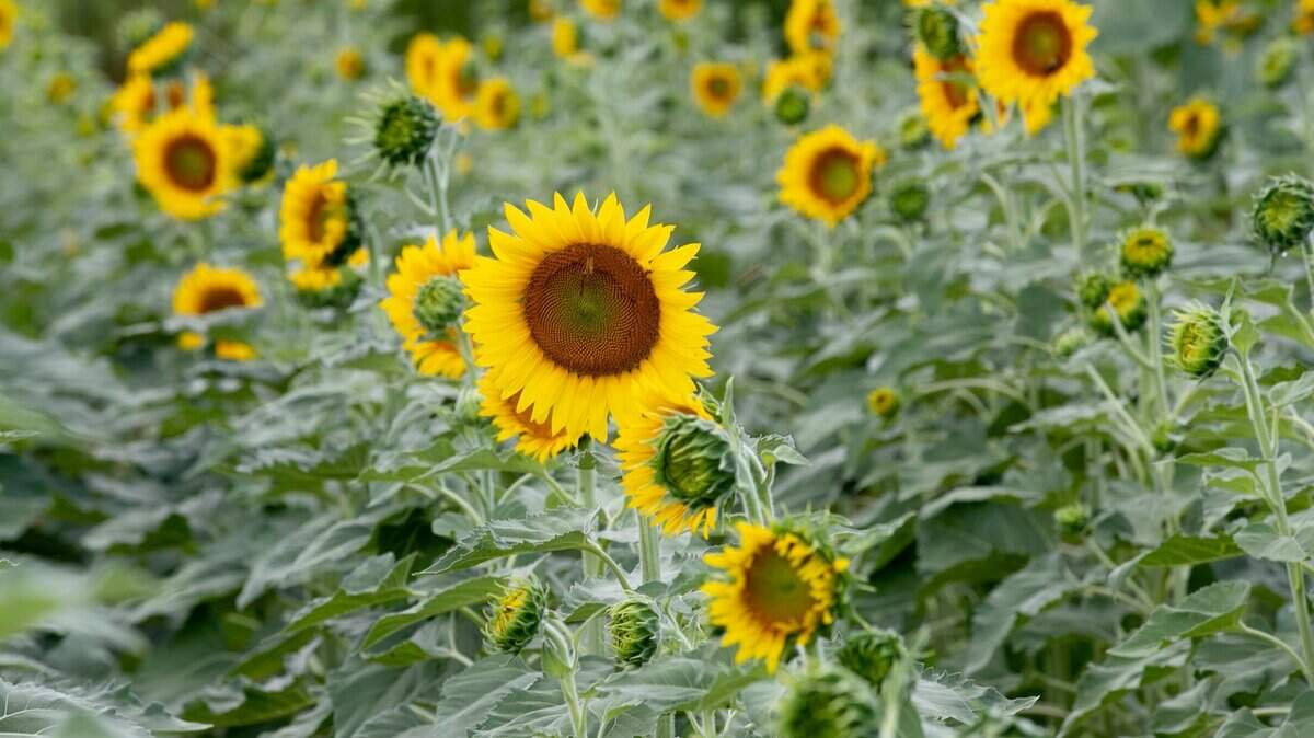 If you’re missing frolicking in the Dix sunflower fields that stretch on forever, you should plan a trip to Hill Ridge Farms in Youngsville between July 30 and Aug. 14 for Pick Your Own Sunflower Days.