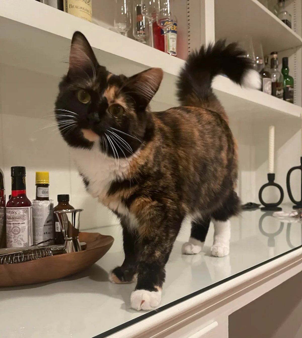 Winnie, the winner of the News & Observer’s cutest cat contest.