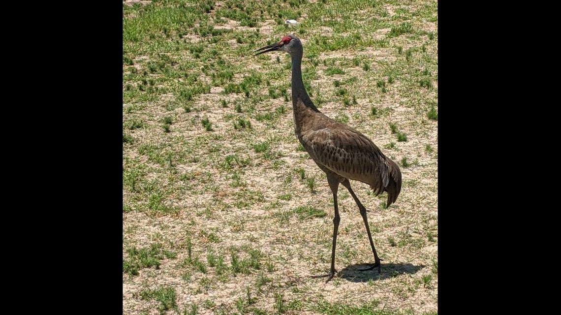 A rare visitor decided to stop on the Outer Banks. A sandhill crane was spotted on the grounds near the Bodie Island Lighthouse, says the National Park Service.