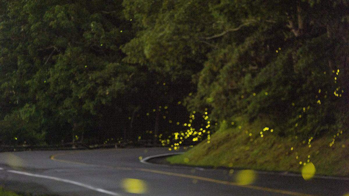Synchronous fireflies at Grandfather Mountain during the Grandfather Glows event in Linville, on June 25, 2022. Research on Grandfather Mountain has confirmed 10 species of fireflies or illumining insects, including Photinus carolinus, Blue Ghost fireflies, and Glowworms.