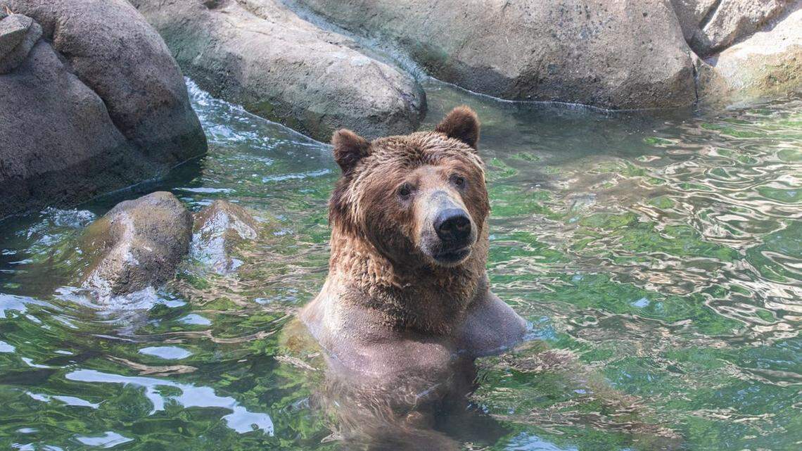 Tommo the bear died after 26 years at the North Carolina Zoo, officials said.