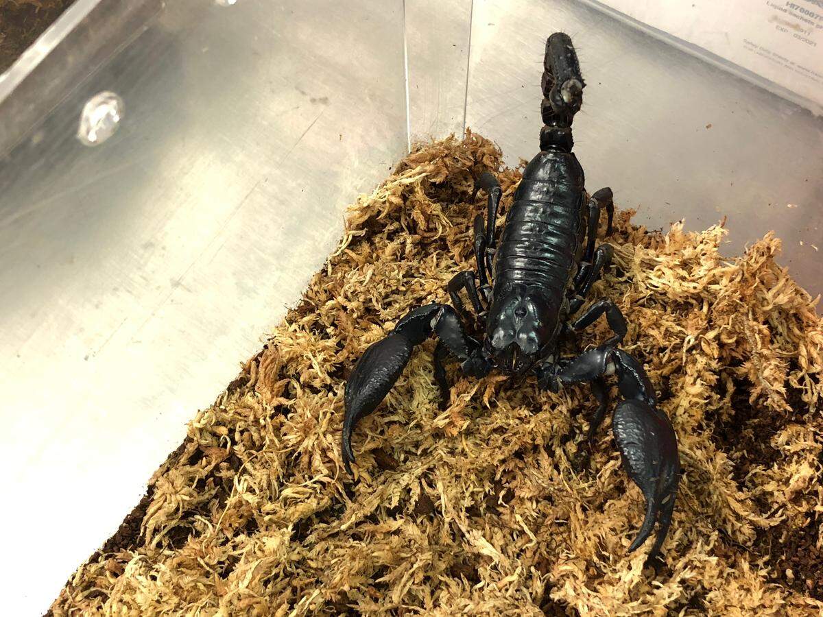 An Asian jungle scorpion housed at the NC Museum of Natural Sciences. The company Thailand Unique calls them a “delicacy” on their website selling the scorpions for consumption.