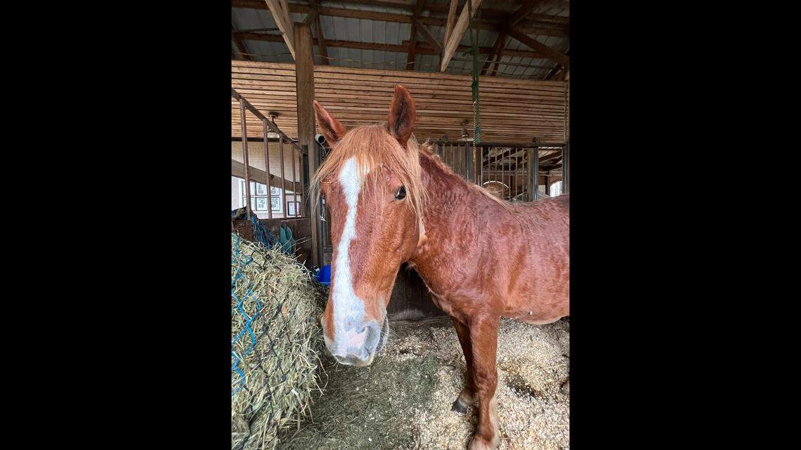 This January 2023 photo of Junior was taken at the Corolla Wild Horse Fund Farm when Junior was in recovery