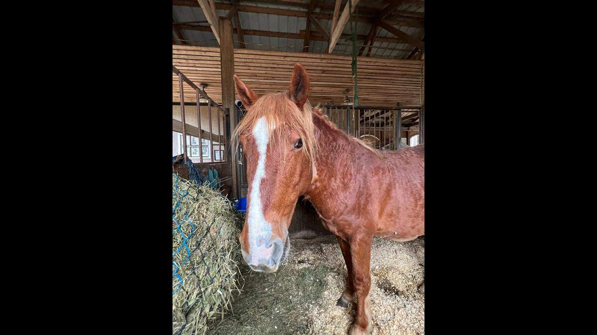 This January 2023 photo of Junior was taken at the Corolla Wild Horse Fund Farm when Junior was in recovery