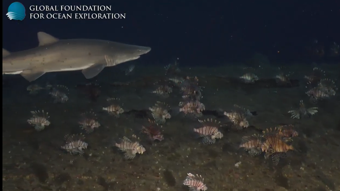 A NOAA expedition to explore shipwrecks within Monitor National Marine Sanctuary off North Carolina found groups of invasive lionfish among the sharks on the 80-year-old E.M. Clark shipwreck.
