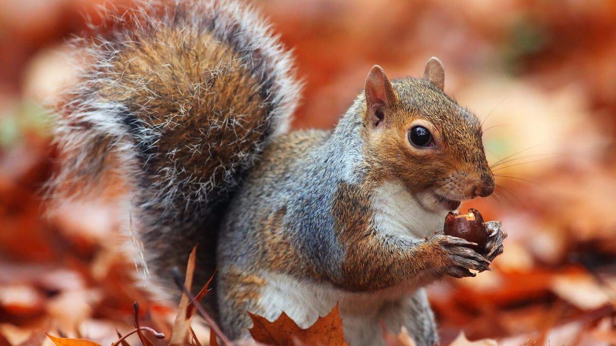 The Durham City Council is considering an ordinance on feeding wildlife in neighborhoods, as some feeders have attracted squirrels that have caused property damage.