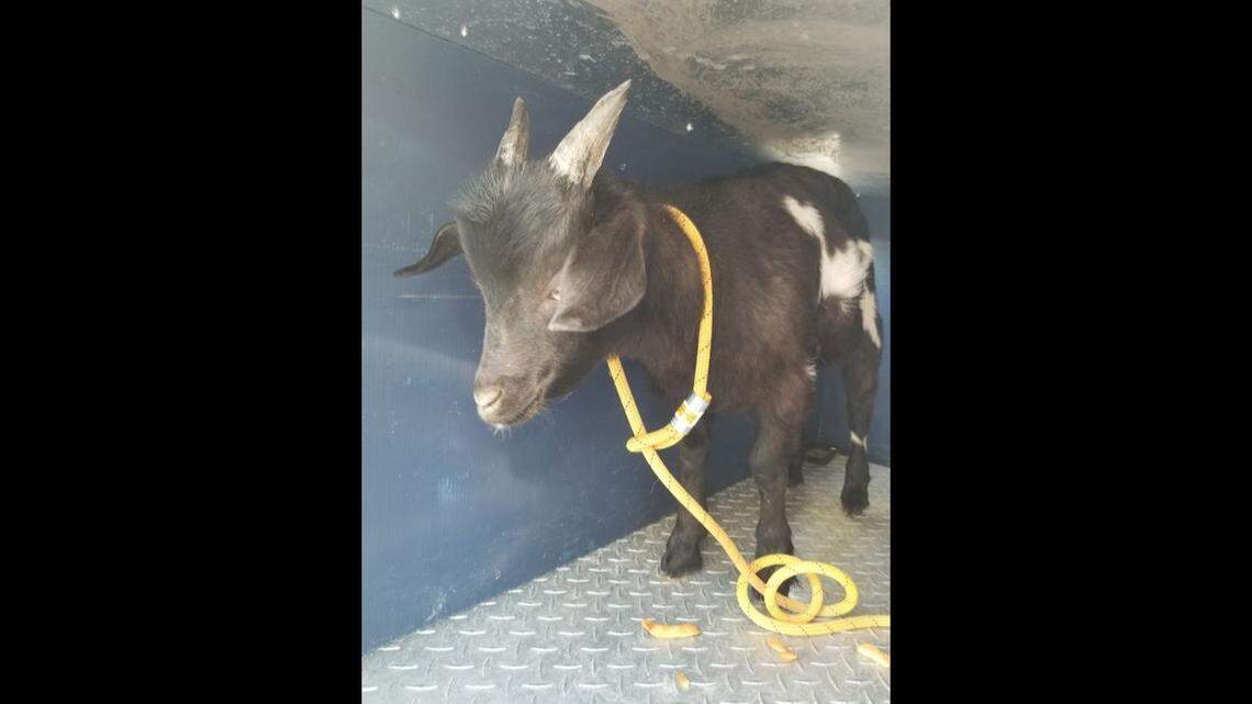 This goat was arrested in Greenville, North Carolina, for allegedly trying to break into someone’s home, police say.
