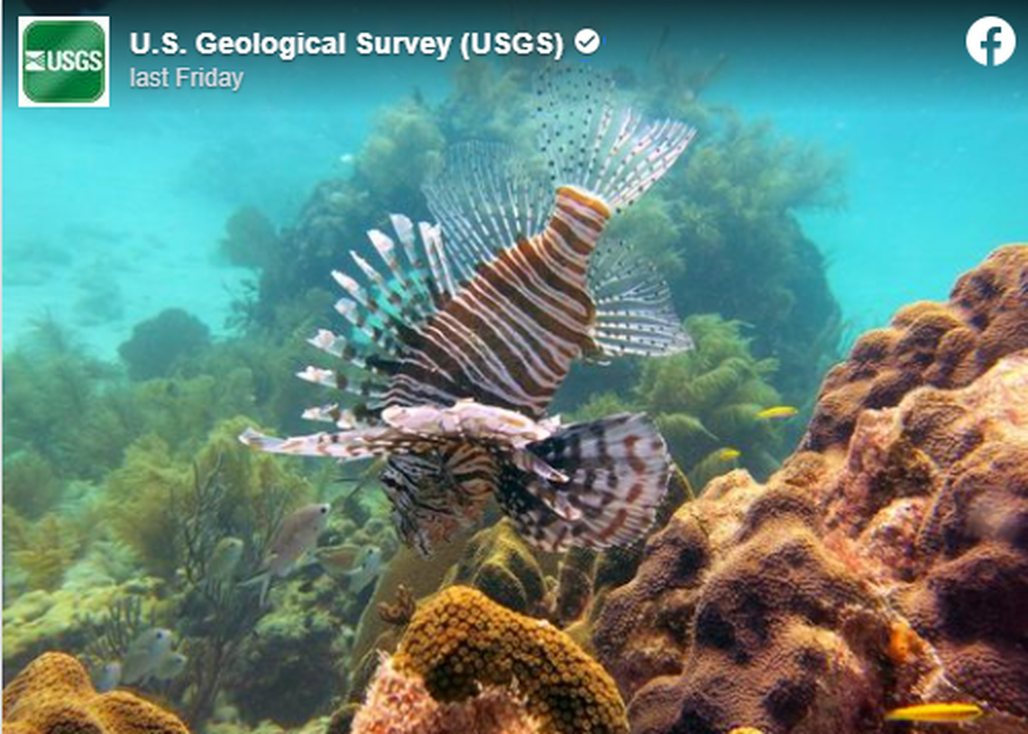 The lionfish has disrupted marine food webs and native marine ecosystems along the East Coast. Scientists are trying to find out where the invasive species was introduced.