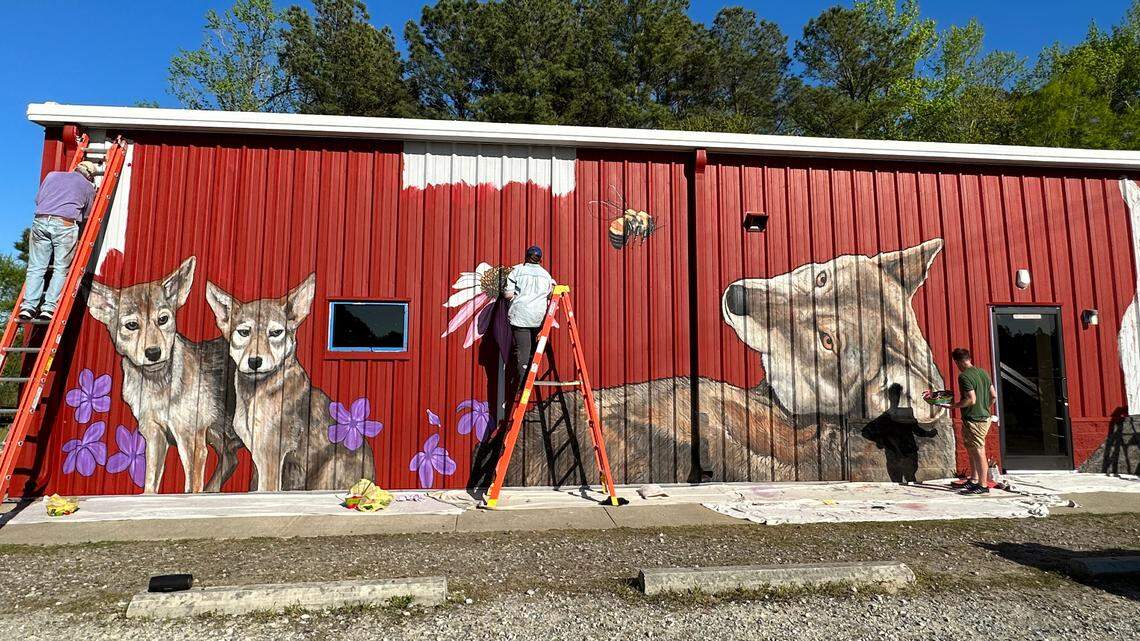 Shy red wolves come into view in renowned muralist’s new work in NC wildlife refuge