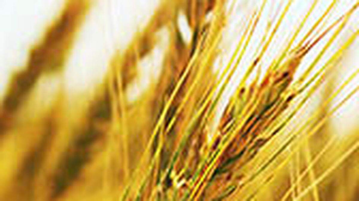 USAID’s Food for Peace program buys wheat and other American farm products to ship to countries that don’t have enough food. The Trump administration halted Food for Peace as part of its dismantling of USAID.