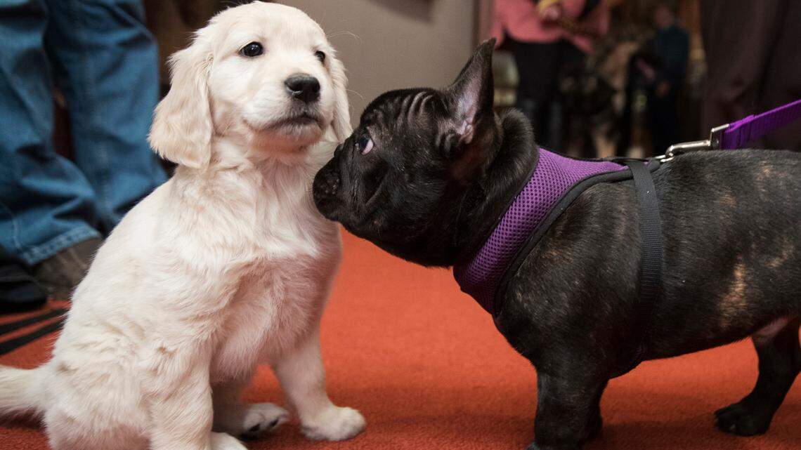 Online photos and videos helped golden retrievers land in the top spot, a new report finds.