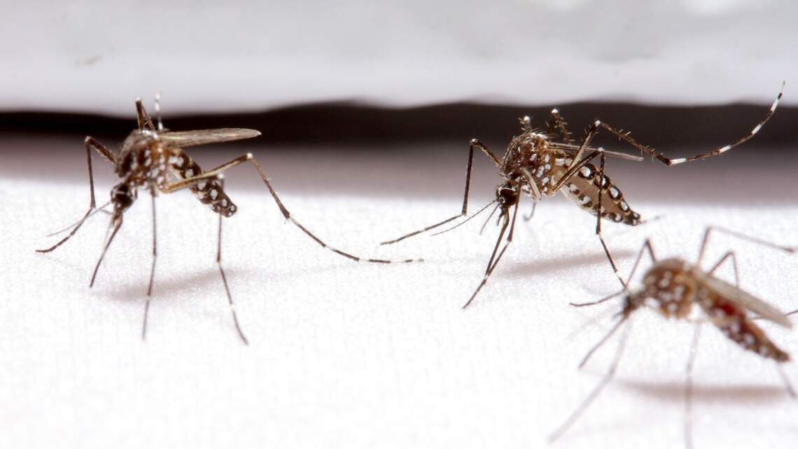 Two NC adults die after contracting West Nile virus, state health department says
