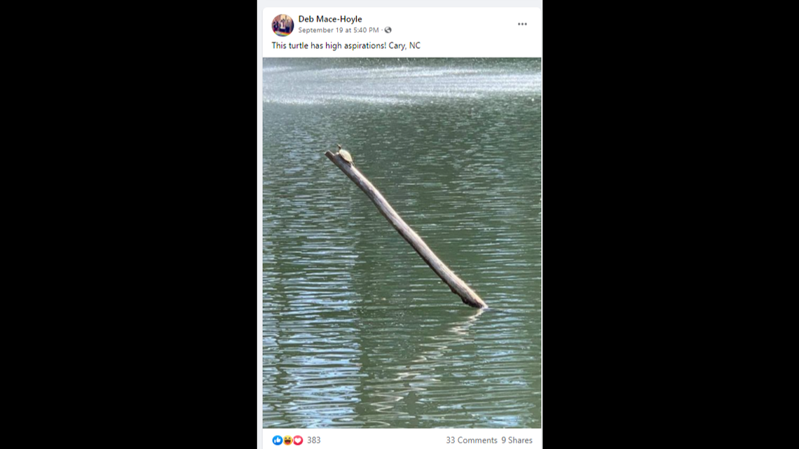 A turtle has developed a growing fan base on social media after photo showed it scaling a dead tree in Cary, NC.