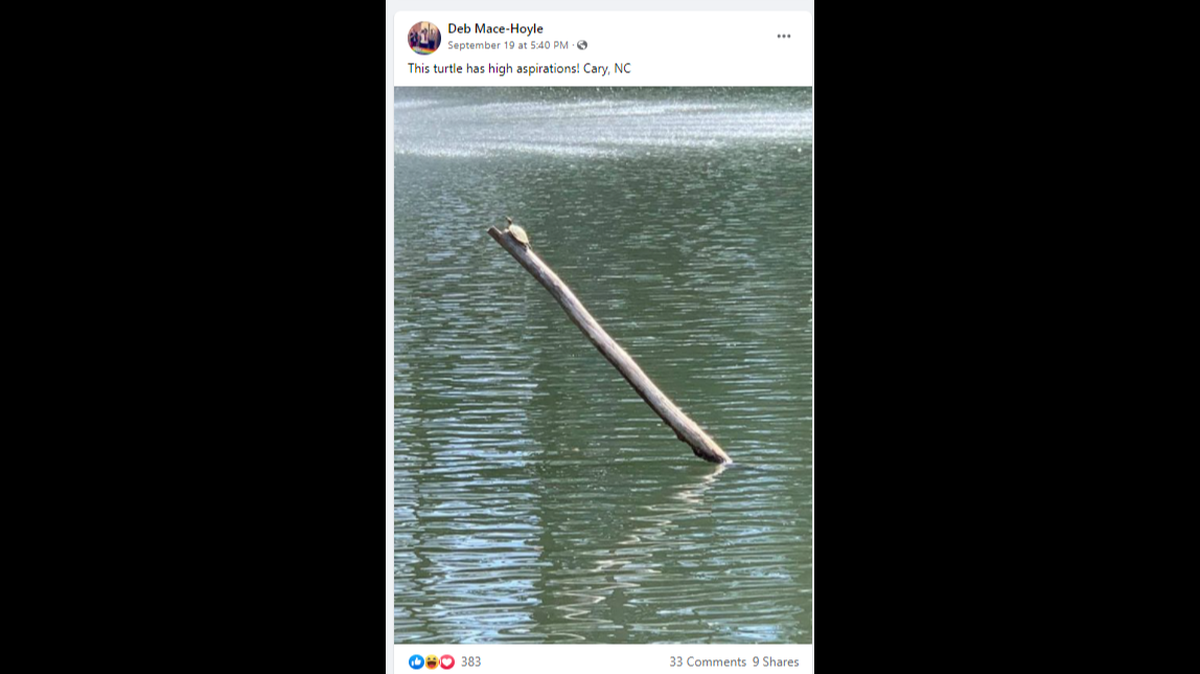 A turtle has developed a growing fan base on social media after photo showed it scaling a dead tree in Cary, NC.