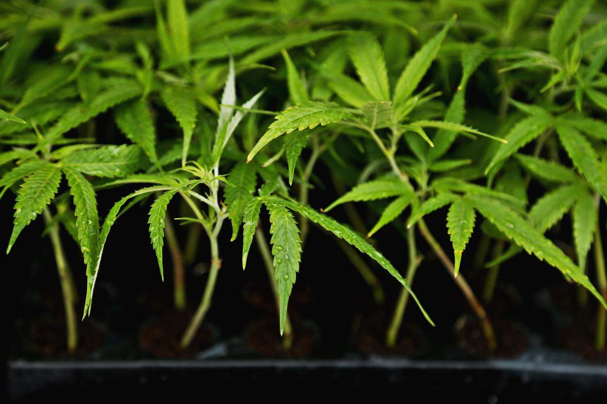 Hemp seedlings from Triangle Hemp are loaded onto a farmer’s truck on May 21, 2018. Hemp is the only commodity in North Carolina that requires a license to grow, and only farmers with a track record of growing crops are eligible under the stateÕs Industrial Hemp Pilot Program.