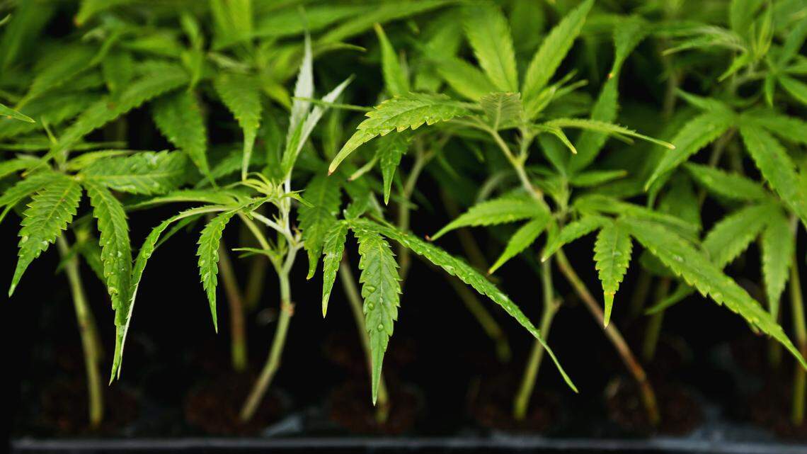 Hemp seedlings from Triangle Hemp are loaded onto a farmer’s truck on May 21, 2018. Hemp is the only commodity in North Carolina that requires a license to grow, and only farmers with a track record of growing crops are eligible under the state’s Industrial Hemp Pilot Program.