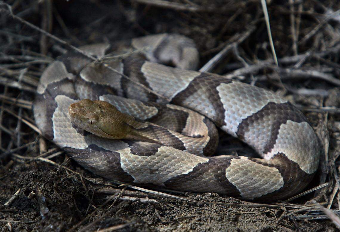 While a copperhead bite can be serious for humans and pets, most snakes commonly seen in the Triangle are harmless.