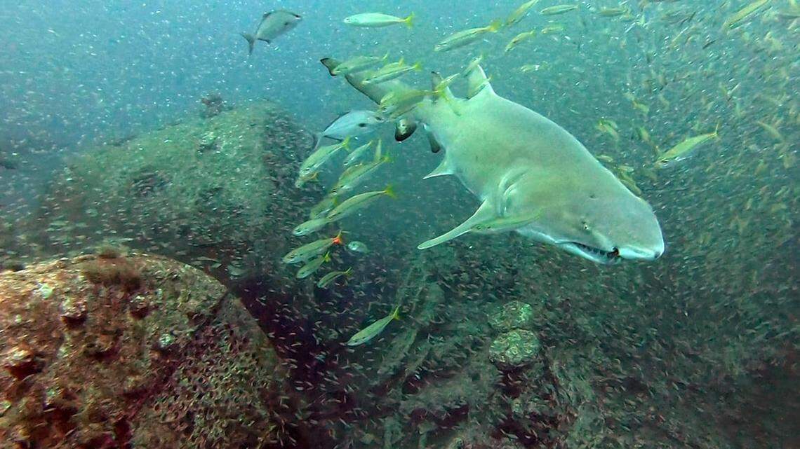 A sand tiger shark swimming at a ship wreck off the North Carolina coast.