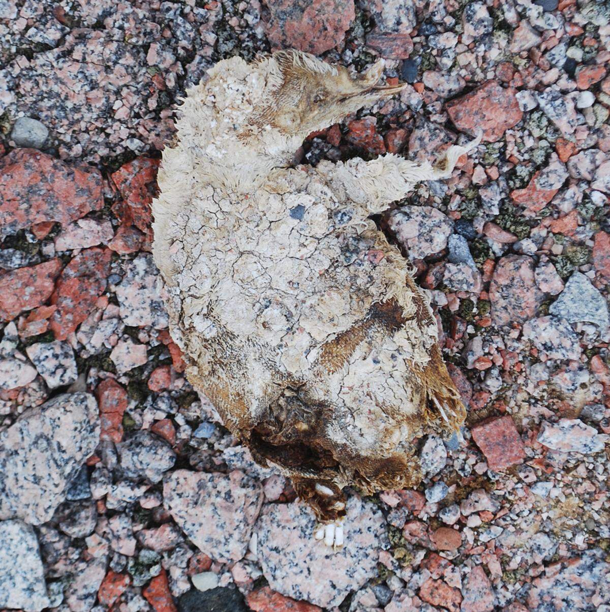 An 800-year-old penguin chick mummy was among the remains found, a North Carolina researcher says.