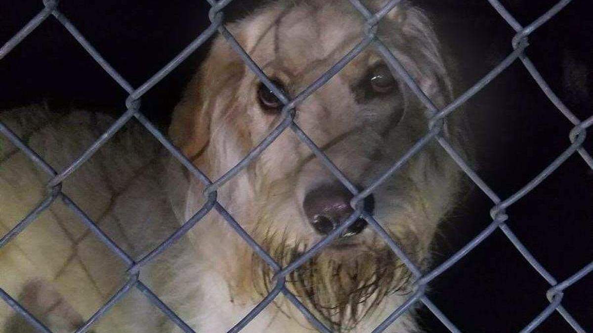 Hillsborough Police officers found this dog locked inside the dog park fence at Gold Park on Sunday night. The dog was one of two dogs in the park that did not have collars or a microchip with the owner’s information.