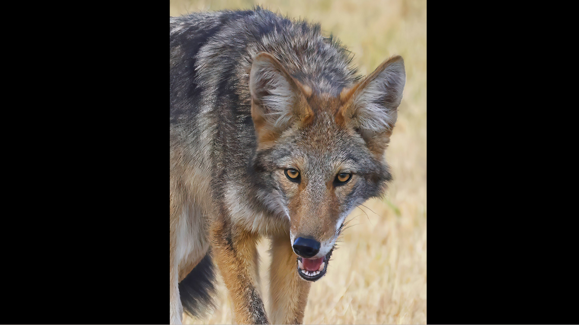 Coyotes resemble red wolves and reach 4 feet in length and stand 2 feet tall at the shoulder, the N.C. Wildlife Resources Commission reports. This is not the coyote that was involved in the fatal crash.