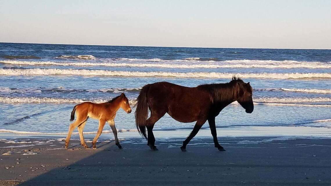 Baby wild horse on NC’s Outer Banks takes name of terminally sick woman, group says