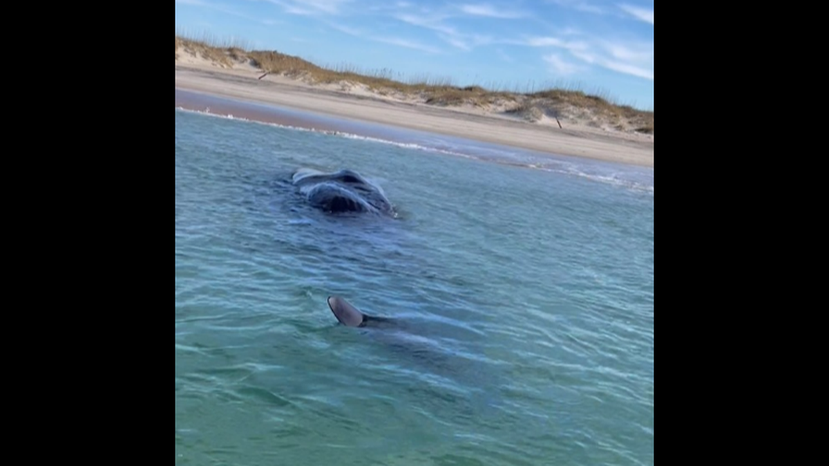 A 16-ton dead whale was found by anglers off North Carolina’s Cape Lookout, igniting an investigation into the cause of death.