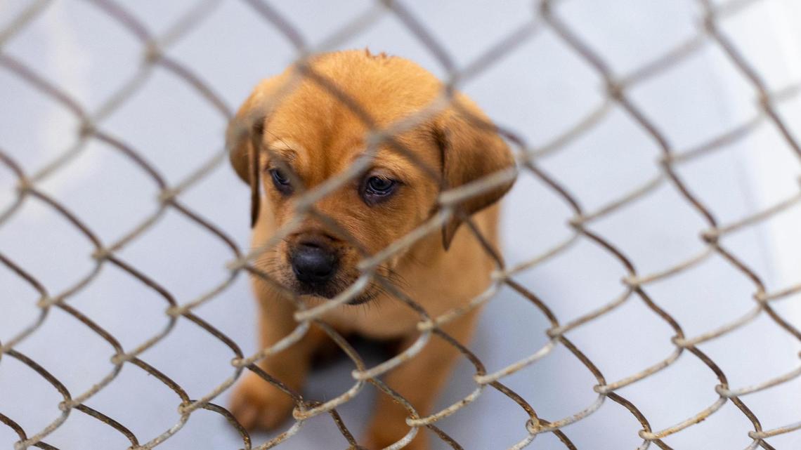 In this 2022 file photo, Lorraine, a Mastiff puppy, is shown at the Wake County Animal Center in Raleigh, N.C.
