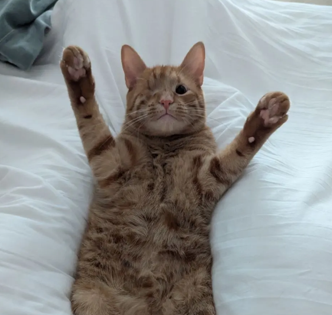 Roger, one of the finalists in the News & Observer’s cutest cat contest.