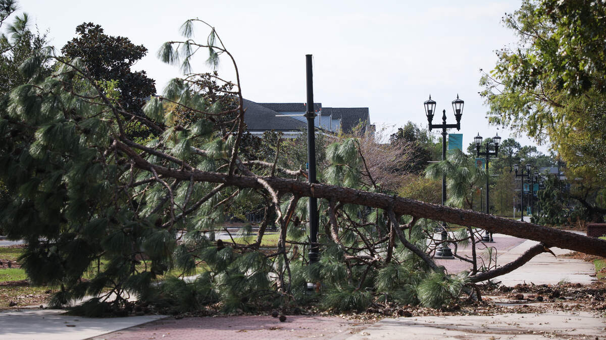 A pine tree blocked Chancellor’s Walk, a pathway on UNC Wilmington’s campus in the aftermath of Hurricane Florence.