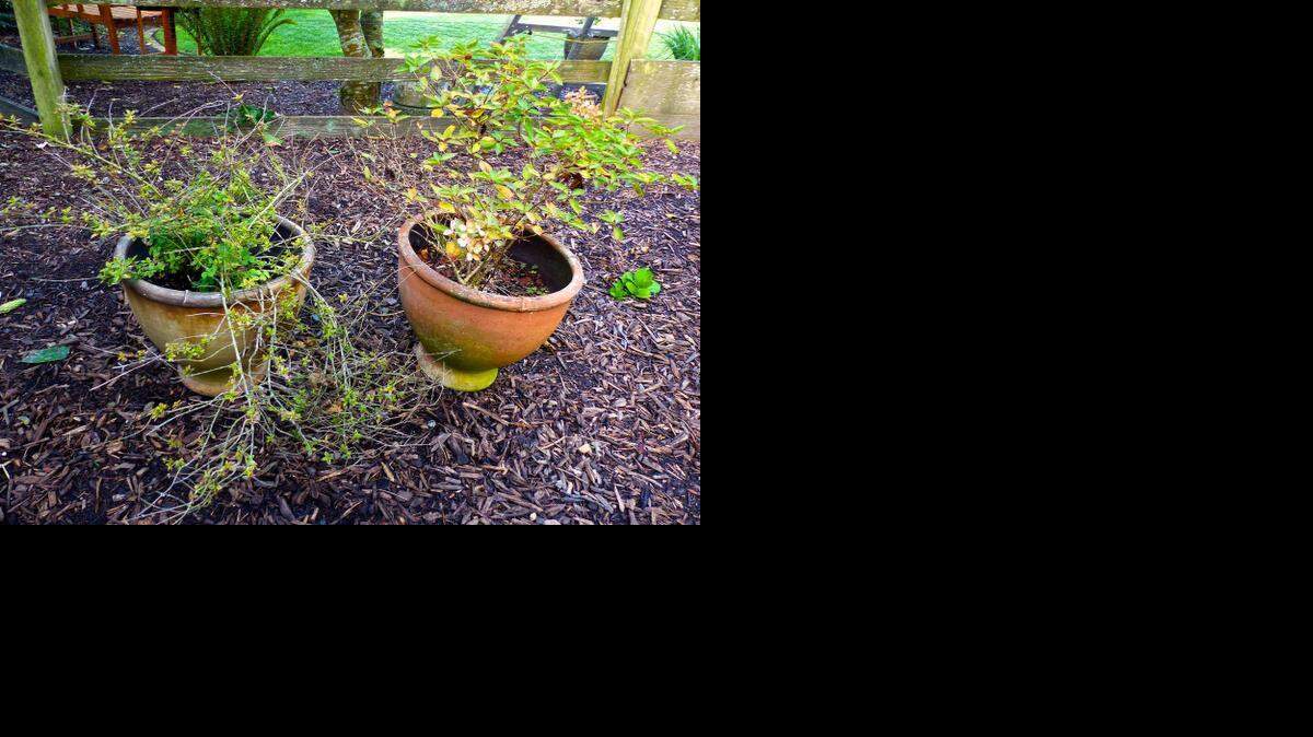 Gardening-Saving Container Plants