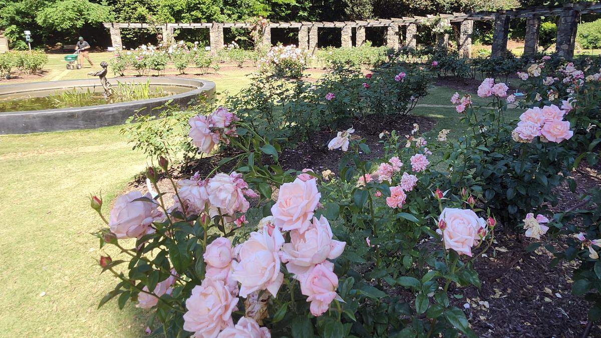 Roses bloom on May 5, 2026, at the Raleigh Rose Garden, which features more than 60 beds of roses and over 1,200 roses.
