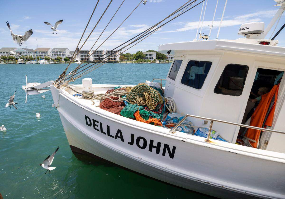 Seagulls circle the dock at Beaufort Inlet Seafood as the shrimper Della John’s 3,000 pounds of fresh caught shrimp as offloaded on Thursday, July 17, 2025 in Beaufort, N.C.