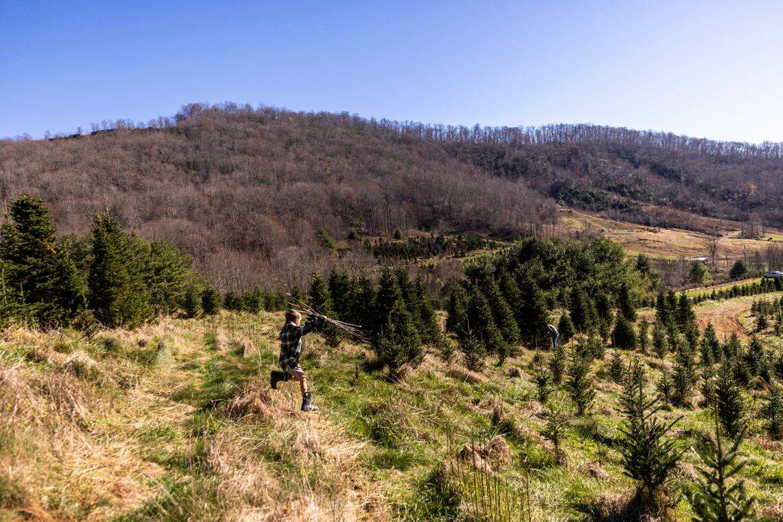 Edison Singleton, 6, plays while searching for a Christmas tree on the opening day of the season, Saturday, Nov. 16, 2024, at David Pittman’s Christmas Tree Farm in Newland. The farm is recovering from landslides and flooding caused by the remnants of Hurricane Helene.
