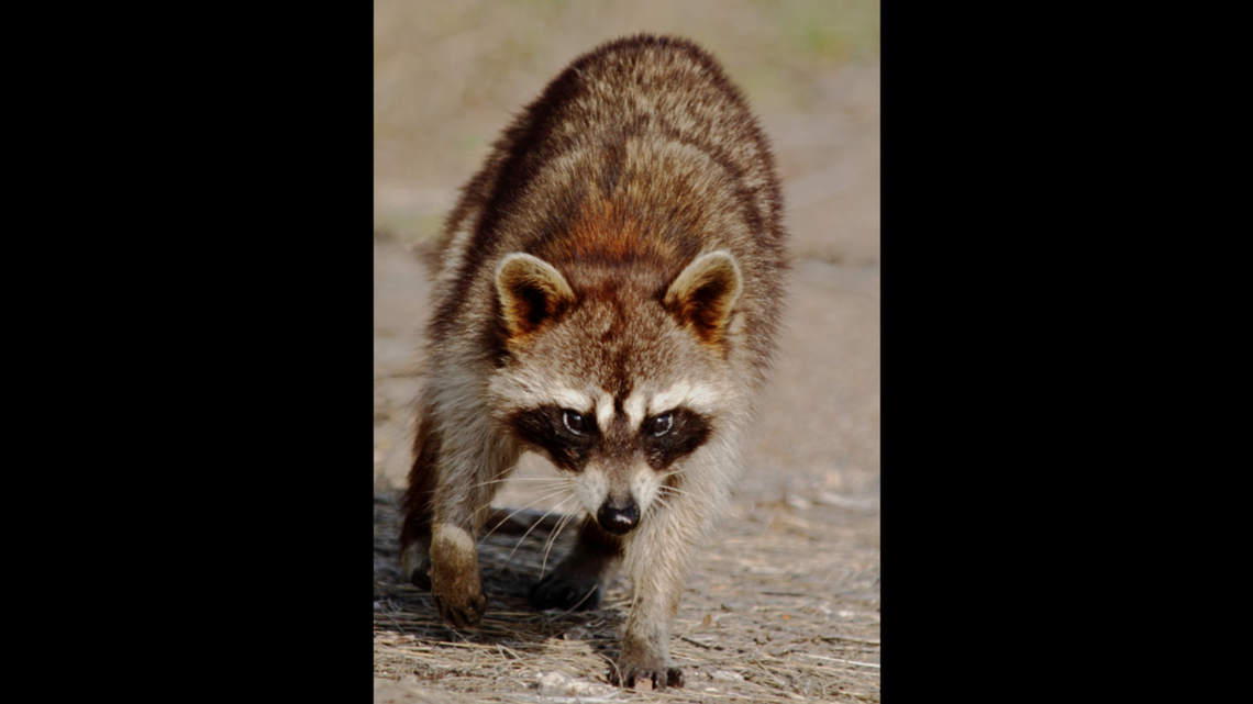 The Nags Head Police Department in North Carolina reports a growing number of raccoons have been diagnosed with canine distemper, which can be fatal to dogs.