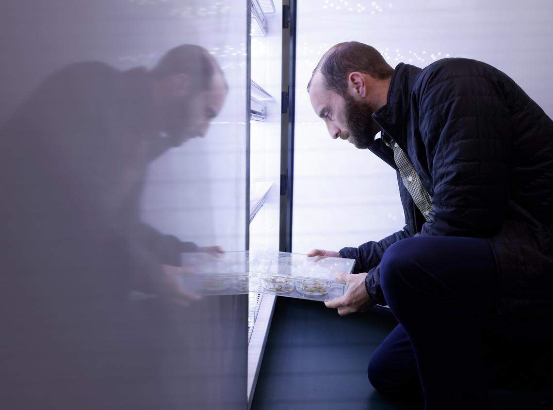 Matt DiLeo, vice president of product development at Elo Life Systems, holds a tray containing samples of plant cells in the company’s plant tissue culture room on Wednesday, March 8, 2023, in Durham, N.C. The company puts the DNA of monk fruit into the cells of other plants to create a high-potency sweetener.